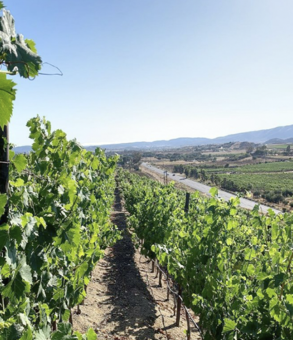 Valle de Guadalupe