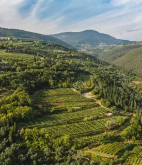 Vinedo Scriani
